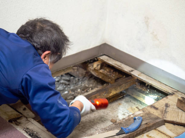 Best Local Mold Removal Service  in Chalfant, CA