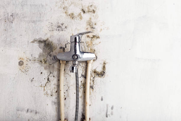 Mold Testing and Removal in Chalfant, CA