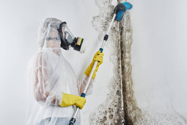 Best Mold Damage Repair  in Chalfant, CA