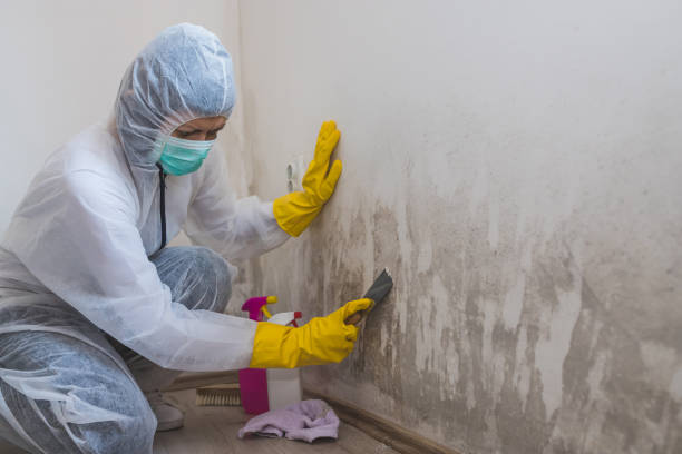 Best Toxic Mold Removal  in Chalfant, CA
