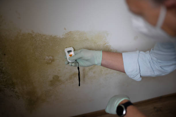 Mold Removal and Inspection in Chalfant, CA