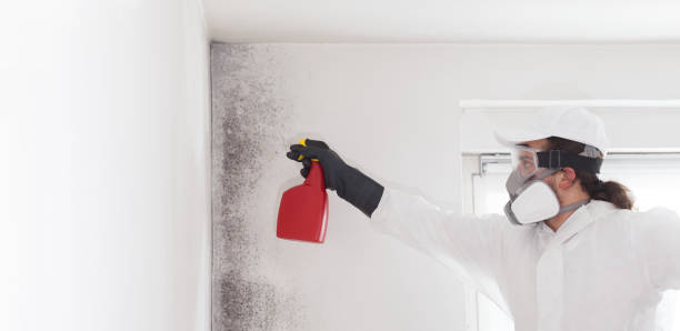 Best Mold Testing  in Chalfant, CA