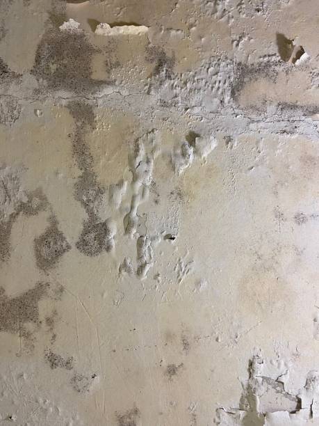 Best Mold Removal Near Me  in Chalfant, CA