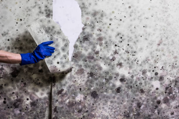 Mold Testing and Removal in Chalfant, CA