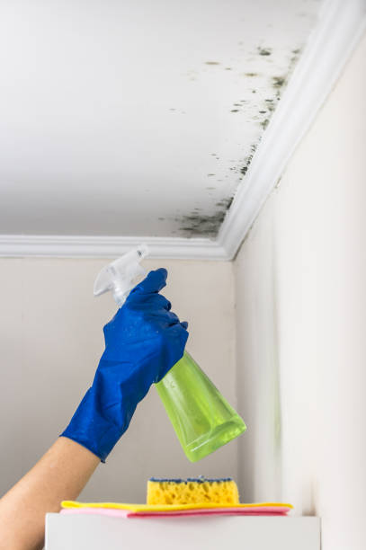 Best Emergency Mold Removal  in Chalfant, CA